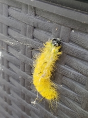 Acronicta americana