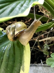 Cepaea nemoralis