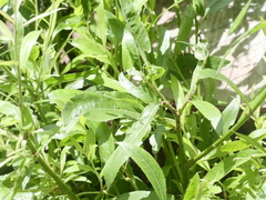 Salix alba