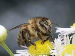 Apis mellifera