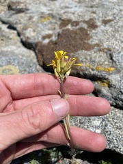 Erysimum perenne