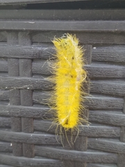 Acronicta americana