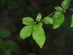 Prunus cerasifera