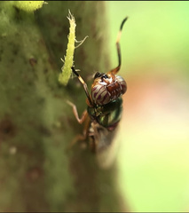Physiphora alceae
