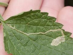 Amauromyza morionella