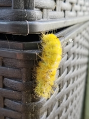 Acronicta americana