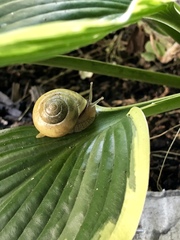Cepaea nemoralis