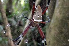 Argiope ocula