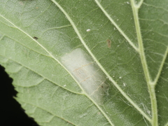 Phyllonorycter nicellii