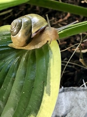 Cepaea nemoralis