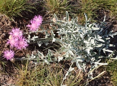 Psephellus turgaicus