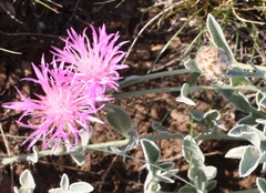 Psephellus turgaicus