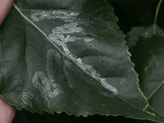 Phyllocnistis unipunctella