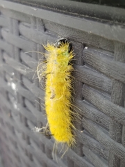 Acronicta americana