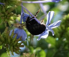 Xylocopa