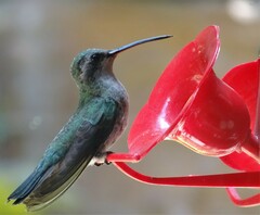 Cynanthus latirostris