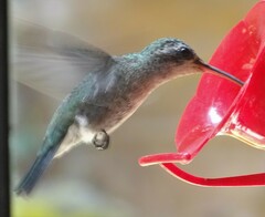 Cynanthus latirostris