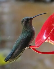 Cynanthus latirostris