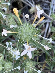 Collomia grandiflora