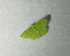 Argyrocosma inductaria