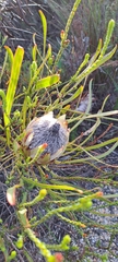 Protea longifolia minor