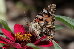 Vanessa cardui