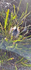 Protea longifolia minor