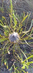 Protea longifolia minor