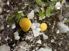 Phaeohelotium undulatum