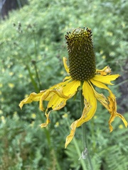 Rudbeckia californica