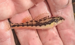 Etheostoma duryi