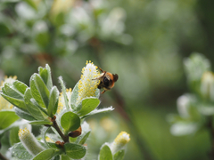 Bombus sylvicola
