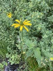 Rudbeckia californica
