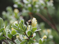 Bombus sylvicola