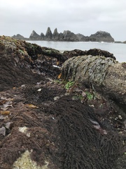 Pagurus hirsutiusculus