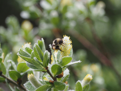 Bombus sylvicola