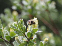Bombus sylvicola