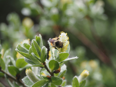 Bombus sylvicola