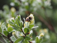 Bombus sylvicola