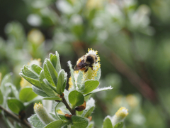 Bombus sylvicola