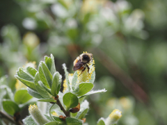 Bombus sylvicola