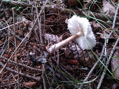 Leucoagaricus nympharum