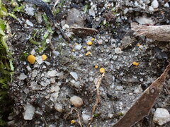 Phaeohelotium undulatum