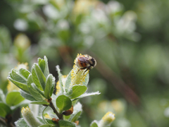 Bombus sylvicola