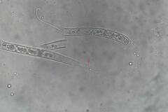 Phaeohelotium undulatum