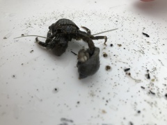 Pagurus hirsutiusculus