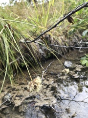 Calliscirpus criniger