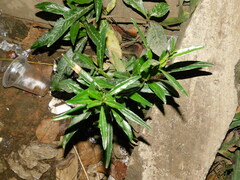 Pseudelephantopus spicatus