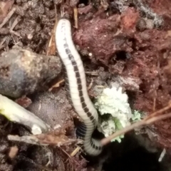 Spirobolellus immigrans