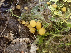 Phaeohelotium undulatum